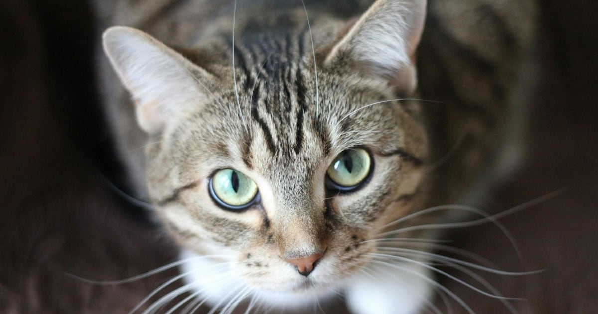 Un parásito silencioso en la caja de arena: lo que un megaestudio encontró en los gatos de Norteamérica
