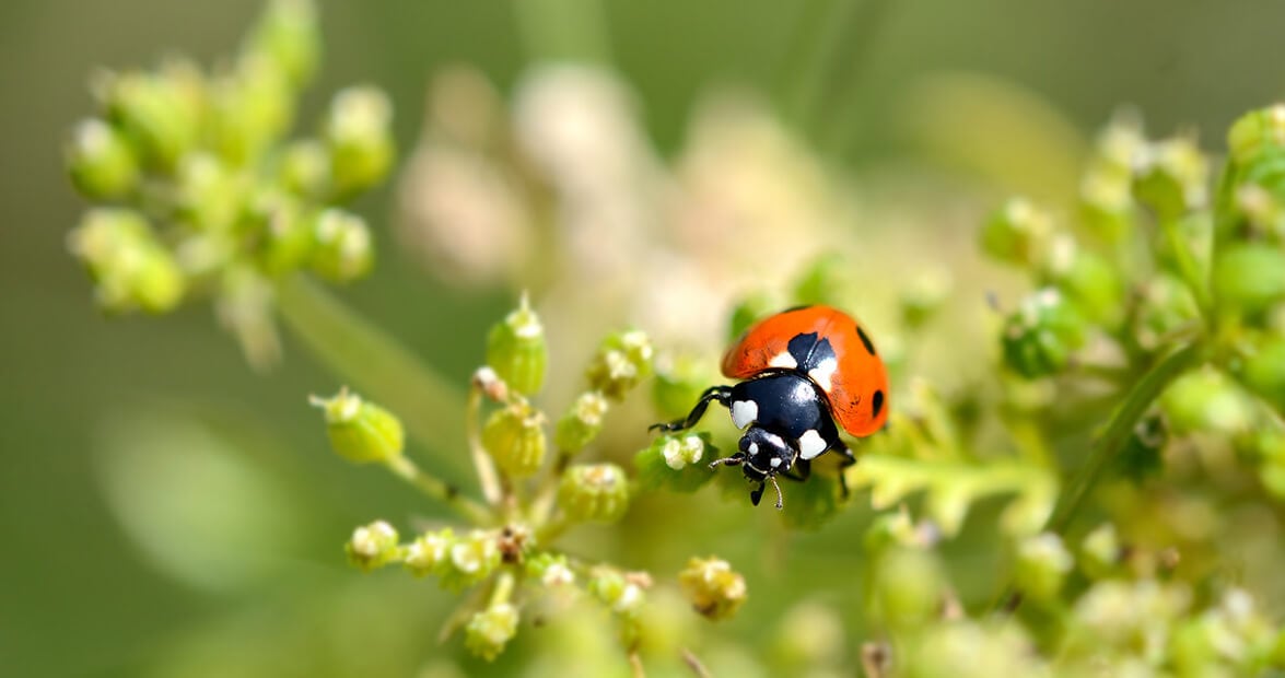 Ajos, ortigas y cáscaras de naranja: el botiquín de la huerta que el INTA recomienda para defender el jardín