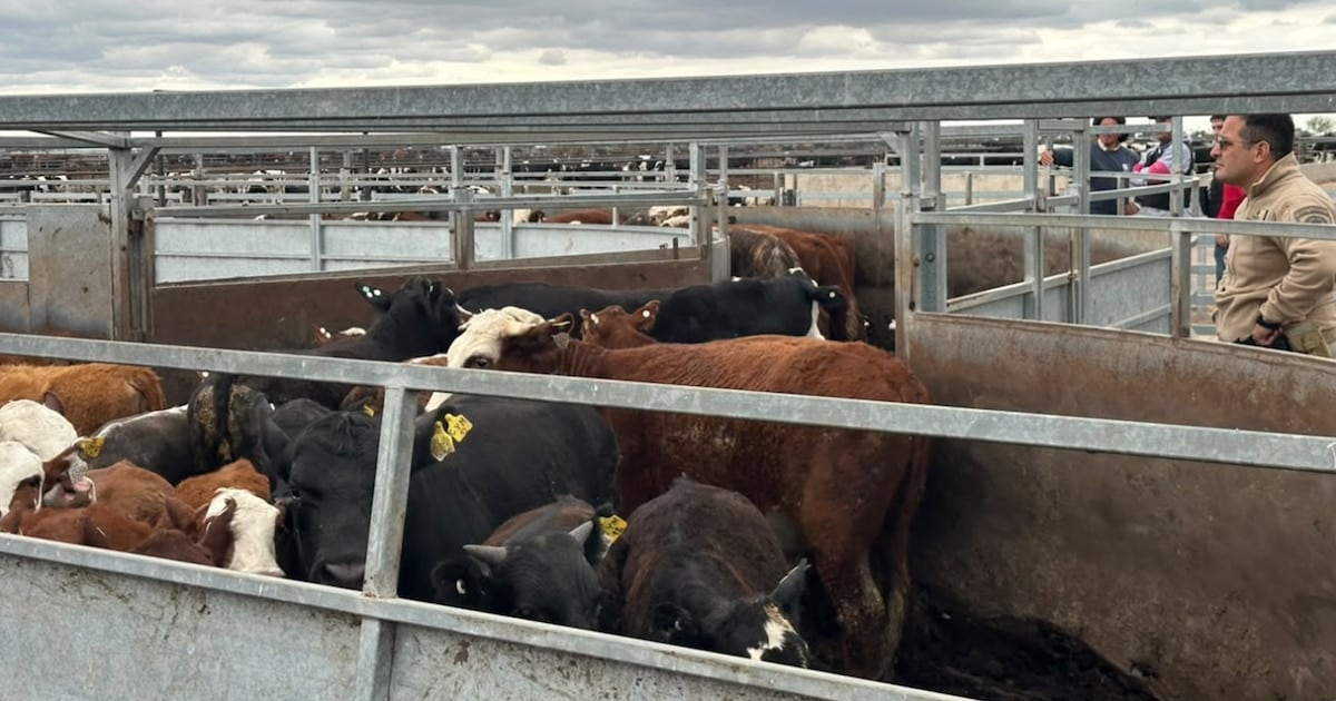 Recuperan 135 cabezas de ganado compradas con cheques sin fondos en un campo de Sinsacate