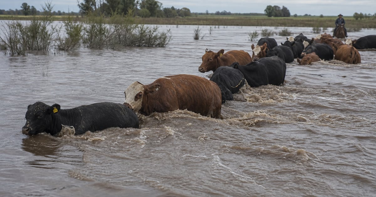 La creciente del Paraná golpea la oferta ganadera en Corrientes y recalienta el precio de la carne